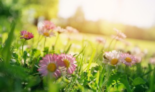 春天有哪些植物是绿色的 春天比较常见的绿色植物