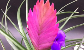 铁兰花有毒吗可以放卧室吗（铁兰花有毒吗可以放卧室吗）