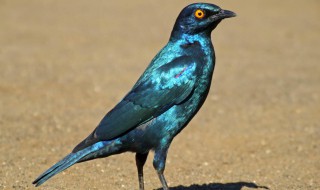 八哥的寿命多少年 八哥鸟进家风水说法