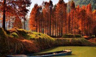 红树林在中国分布的最北地带是哪里 红树林在中国分布的最北地带是在哪个省