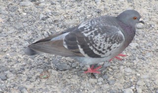 桑杰士信鸽特点（狼狗号桑杰士信鸽特点）