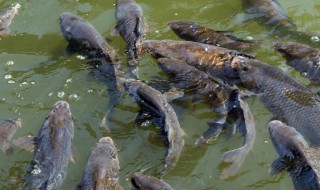 黄辣丁如何养殖 黄辣丁如何养殖视频