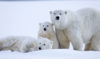 北极熊吃什么（北极熊吃什么动物）