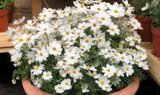 如何养大波斯菊（大波斯菊怎么养）