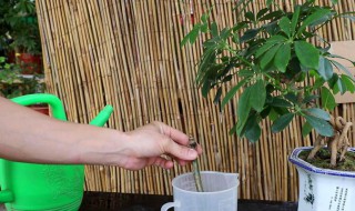 如何养殖鸭掌 鸭掌怎么养殖方法如下