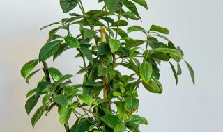 发财树养护方法推荐 发财树养护方法推荐视频