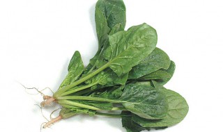 菠菜吃多了会怎么样 月子期间菠菜吃多了会怎么样