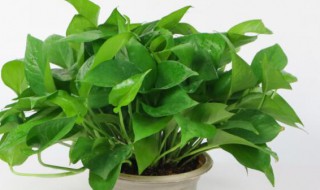 家里养绿萝好吗（室内养绿萝有什么好处）