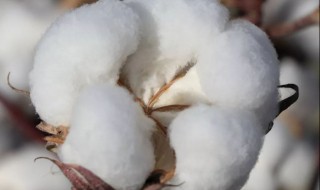 四两棉花歇后语的下一句(四两棉花歇后语的下一句是什么意思)