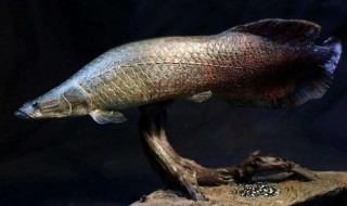 世界上最小的鱼（世界上最小的鱼是什么鱼?）