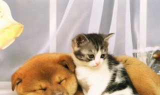 家里丢狗是吉还是凶（狗狗丢了玄学的找法）