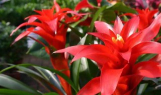 红运当头放在哪里好 红运当头放卧室有毒吗