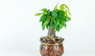 风水植物有哪些 挡煞的风水植物有哪些