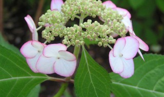 泰国仙草怎么插枝（泰国仙草怎么种）