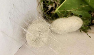 蚕吐丝的时候该怎么做 蚕吐丝的时候应该怎么做