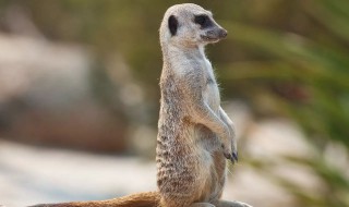 狐獴怎么读 狐獴可以家养吗