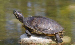 乌龟长途怎么携带 乌龟怎么长途运输