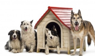 小狗英语怎么读 小狗英语怎么读音