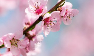 家里种桃树好吗 四大镇宅之树