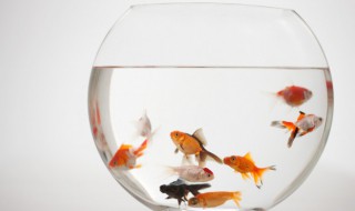 家里鱼缸养鱼养几条好（家里鱼缸养鱼养几条好风水）