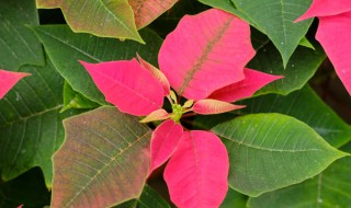 一品红繁殖方法 一品红繁殖方法有扦插繁殖,嫁接繁殖和组培繁殖