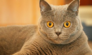 猫的外形特点（猫的外形特点300字）