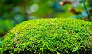 自己种苔藓繁殖方法 自己种苔藓繁殖方法图解
