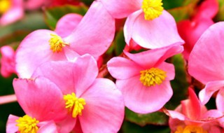 玻璃翠的叶子繁殖方法(玻璃翠用叶子扦插可以生根吗)