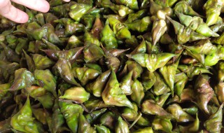 凌角怎么做好吃 凌角怎么炒着吃