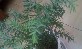 松树的繁殖方法 松树的繁殖方法有哪些