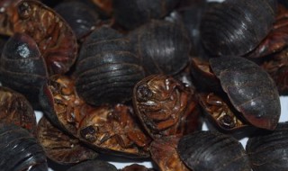 土鳖虫怎么吃效果最好（土鳖虫怎么吃?）