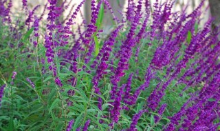 鼠尾草怎么烧透 鼠尾草要怎么烧