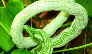 蛇瓜怎么吃要削皮吗 蛇瓜怎么吃要削皮吗 蛇瓜的功效与作用