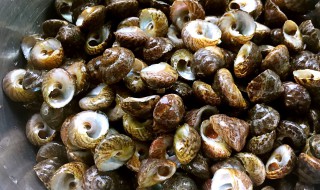 红里螺怎么做好吃 红里螺怎么做好吃视频