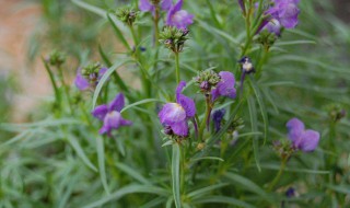 金鱼草的繁殖方法 金鱼草的繁殖方法有哪些