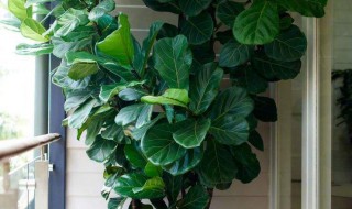 琴叶榕繁殖方法（琴叶榕繁殖方法和注意事项）