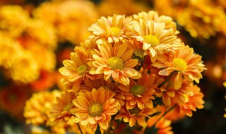 菊花怎么繁殖方法 菊花怎么繁殖方法视频