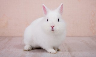 兔子的外形特点描写 兔子的外形特点描写一段话三年级