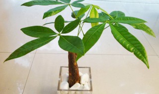 发财树水培怎么养殖(发财树可以一直水培吗)