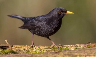 鸲鹆怎么读 菡萏怎么读