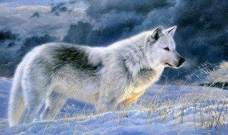 狼的性格特点是什么 狼道最火三句话