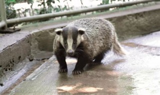 狗獾怎么读 獾猪价格多少钱一斤