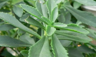 费菜怎么烧（费菜怎么烧好吃）