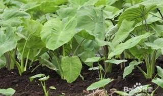 芋头叶子杆怎么吃法 三种人不能吃芋头