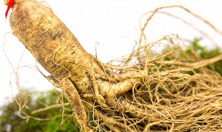 长白山人参怎么吃 长白山人参有什么功效