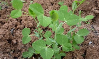 土培豌豆苗的种植方法 土培豌豆苗的种植方法图解