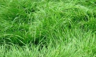 黑麦草的种植方法 黑麦草几天可以出苗