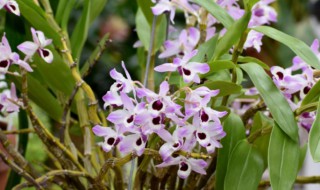 石斛兰的种植方法（石斛兰养殖方法及注意事项）