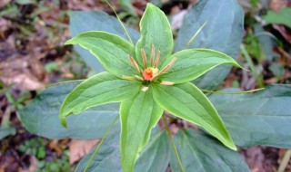 重楼的种植方法 重楼的种植方法技术
