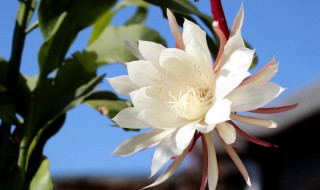 昙花的种植方法（昙花的种植方法和过程）